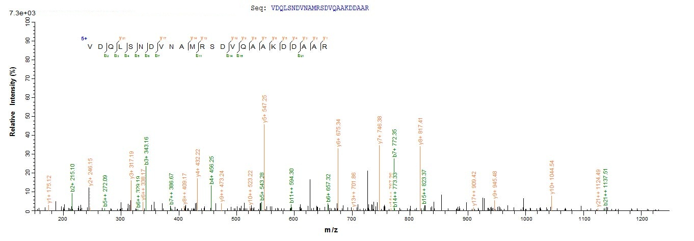 E. coli lpp protein
