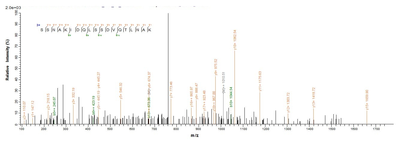 E. coli lpp protein