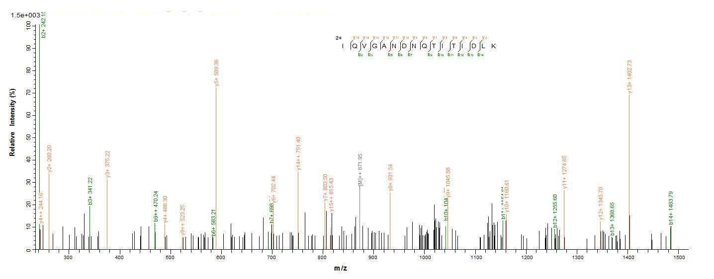 E. coli fliC protein