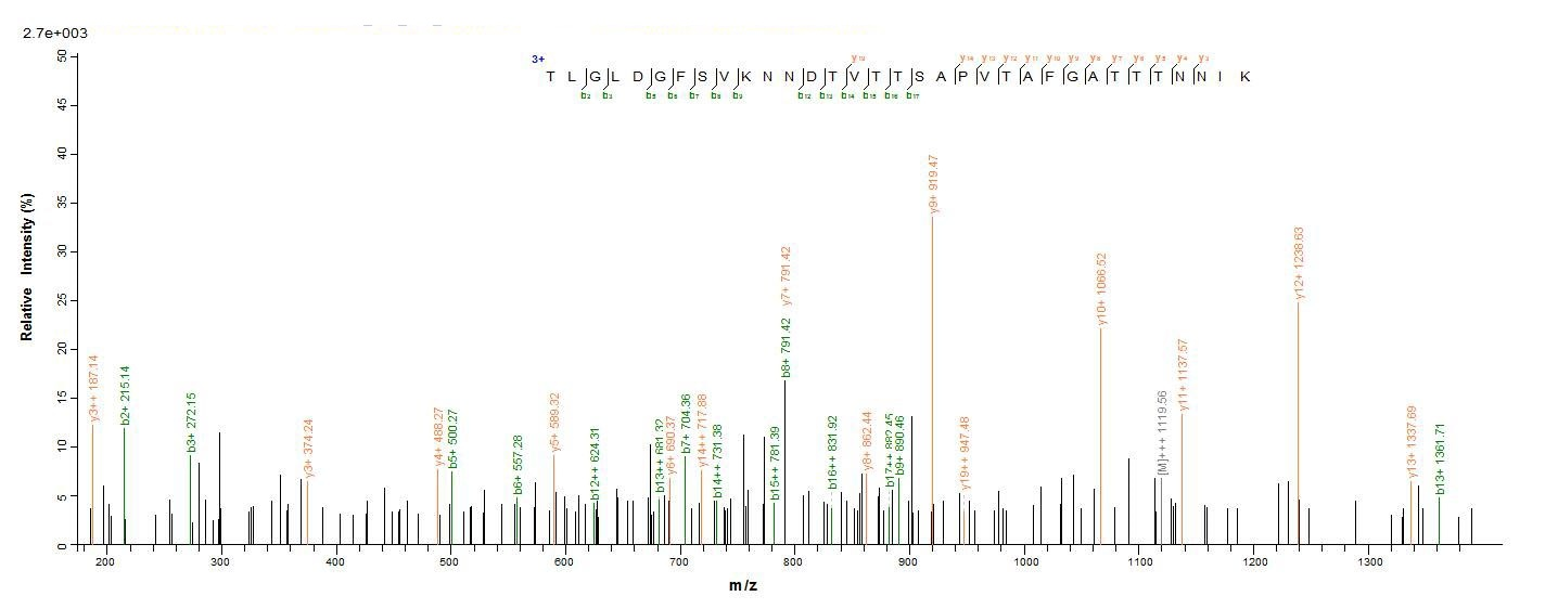 E. coli fliC protein