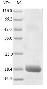 Primate IL4 protein