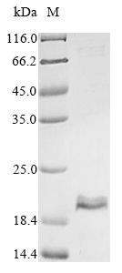 Bacteria CLOST_2292 protein