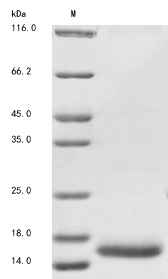 Fish Cyprinus carpio Granulin-3 protein
