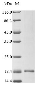 Bacteria Bacillus cereus Enterotoxin protein