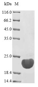 Bacteria ystB protein