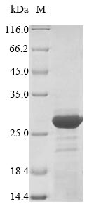 Fungi ret protein