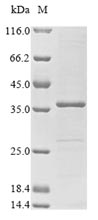 Fungi mitF protein