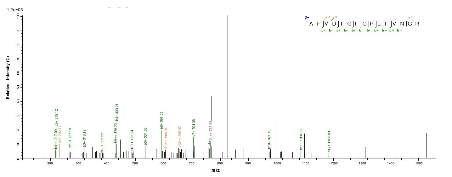 E. coli atoD protein