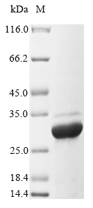Porcine Lentinula edodes Serine protease inhibitor protein