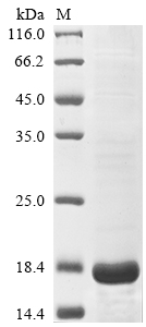 Plant viral diarrhea virus Genome polyprotein protein