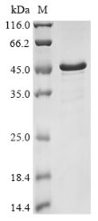 Virus aur protein