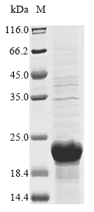 Fungi Aspergillus flavus Exochitosanase protein