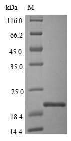 Bacteria Acinetobacter calcoaceticus Catechol 1,2-dioxygenase protein