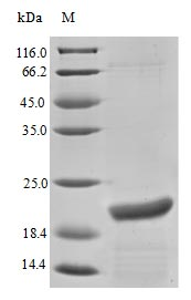 Bovine Pregnancy-associated protein bPAP protein