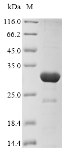 Reptile A Intermediate capsid protein VP6 protein