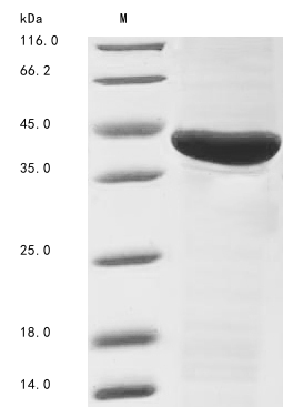 Insect Apis mellifera Phospholipase A2 protein