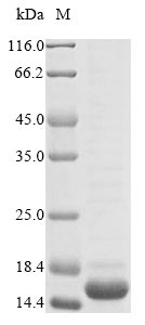 Bacteria Leuconostoc mesenteroides Dextransucrase protein