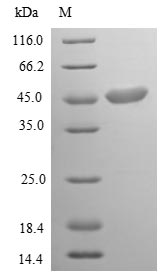 Bacteria ompA protein