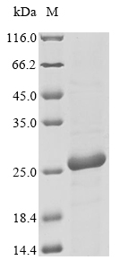 Virus Petrosia ficiformis Silicatein protein