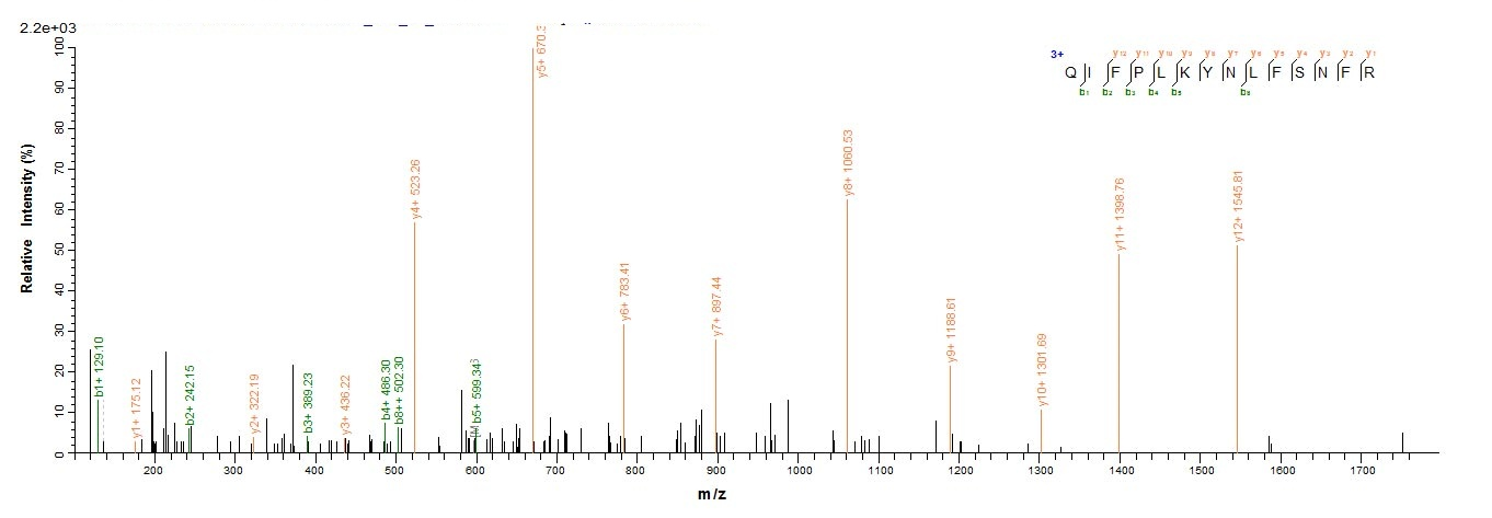 Rat Mcpt4 protein
