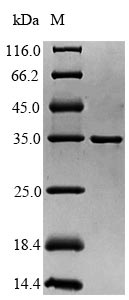 Virus ULP1 protein