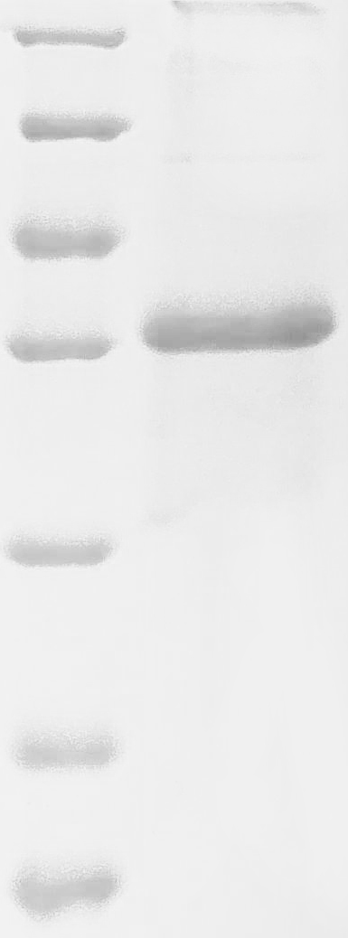 Virus PS/HR protein