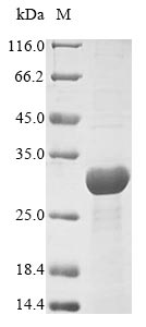 Bacteria yscM protein