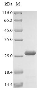 Virus L protein