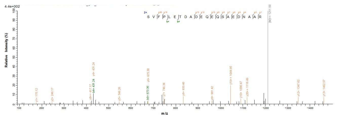 Virus L protein