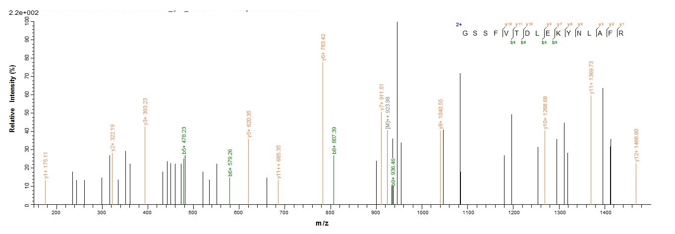 Virus L protein