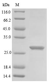 Virus L protein