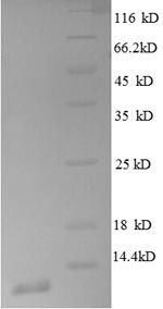 E. coli rpmD protein