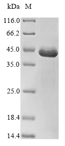 E. coli rpoH protein