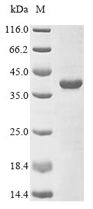 Bacteria sepA protein
