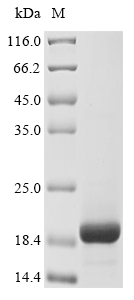Animal Momordica charantia Ribonuclease MC protein