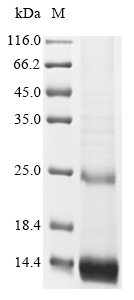 Insect Arachis hypogaea Allergen Ara h 1, clone P17 protein