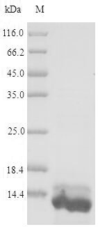 E. coli insE1 protein