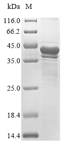 Insect Bothrops leucurus Snake venom metalloproteinase leucurolysin-A protein