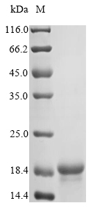 Virus CUP1-1 protein