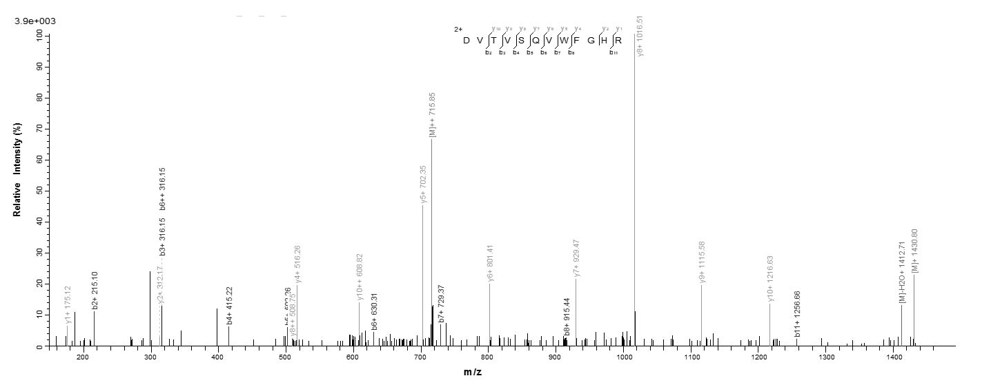 Virus gB protein