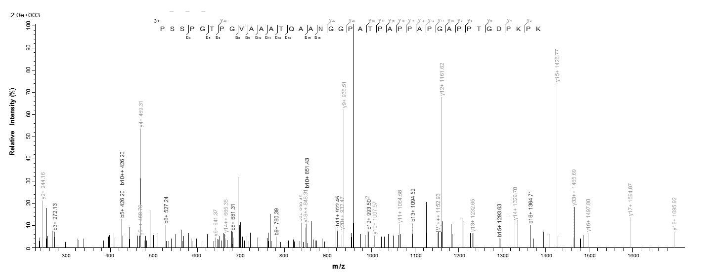Virus gB protein