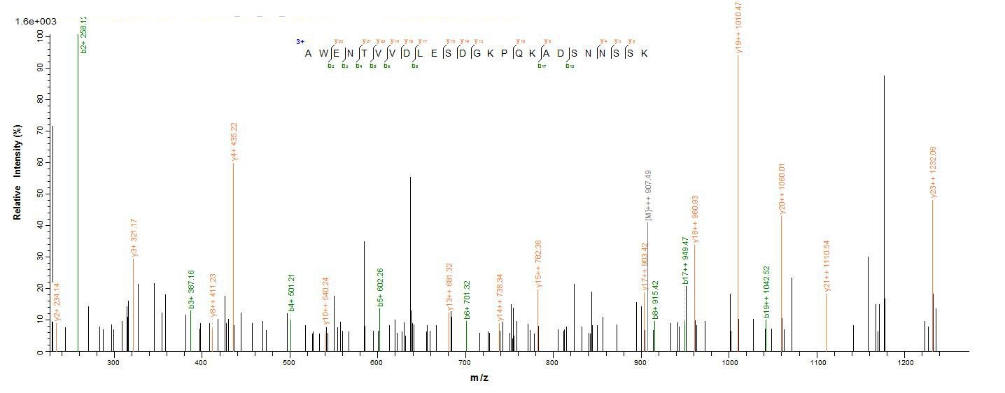Virus Lassa virus Nucleoprotein(N) protein