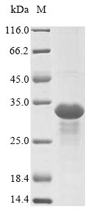 Virus EBNA3 protein