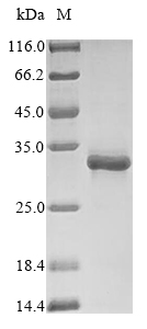 Virus A Outer capsid protein VP4 protein