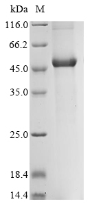 Bacteria Enterobacteria phage MS2 Capsid protein protein