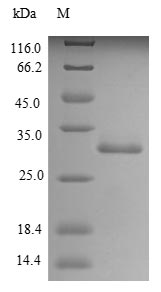 Rat Try4 protein