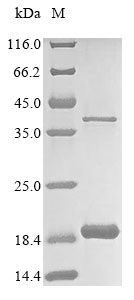 Mouse Scd1 protein