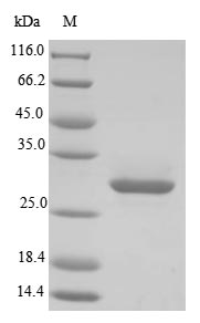 Virus Heron hepatitis B virus Protein P(P) protein