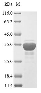 Virus SSA1 protein