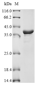 Fungi CUTA protein